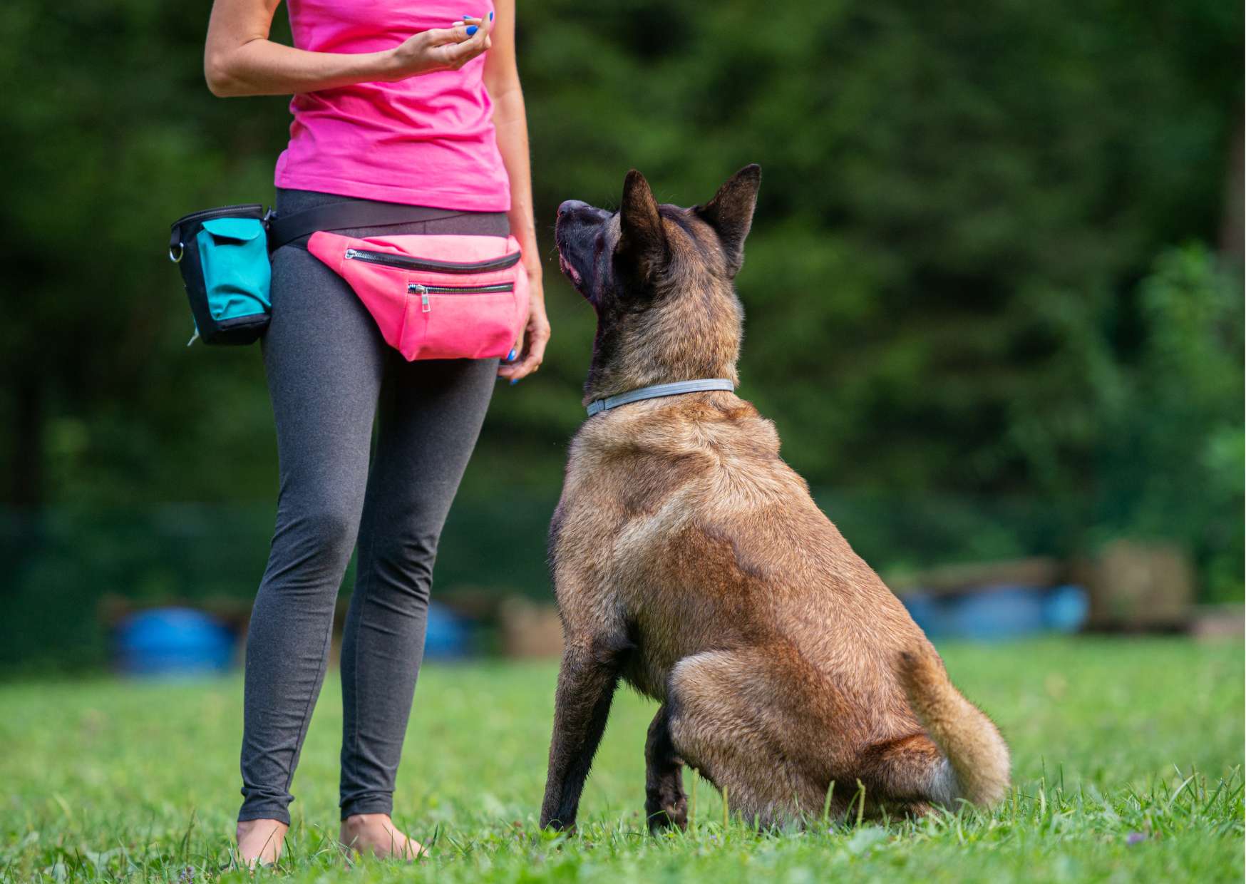 Dog Training Mastery Certification