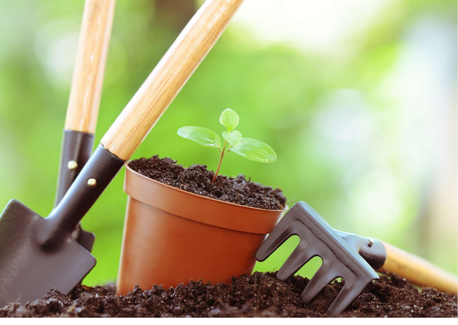 Gardening Basics