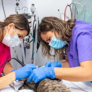 Veterinary Assistant Training